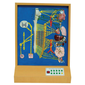 Autonomic nerve electric model